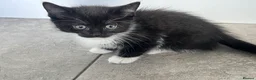 Mixed Breed cats for sale: mainecoon/european in Corby - Advert 13