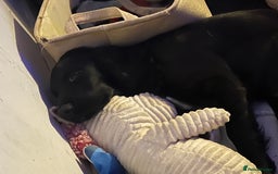 Mixed Breed dogs for sale: 7 Lurcher x collie  - Image 10