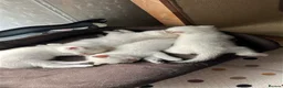 Scottish Fold cats for sale: Four Little Snowflakes with Unreal Blue Eyes  - Advert 31