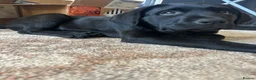 Labrador Retriever dogs for sale: Labrador Retriever Puppies  - Advert 3