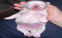 Bichon Frise dogs for sale: Bichon Maltese  - Image 3