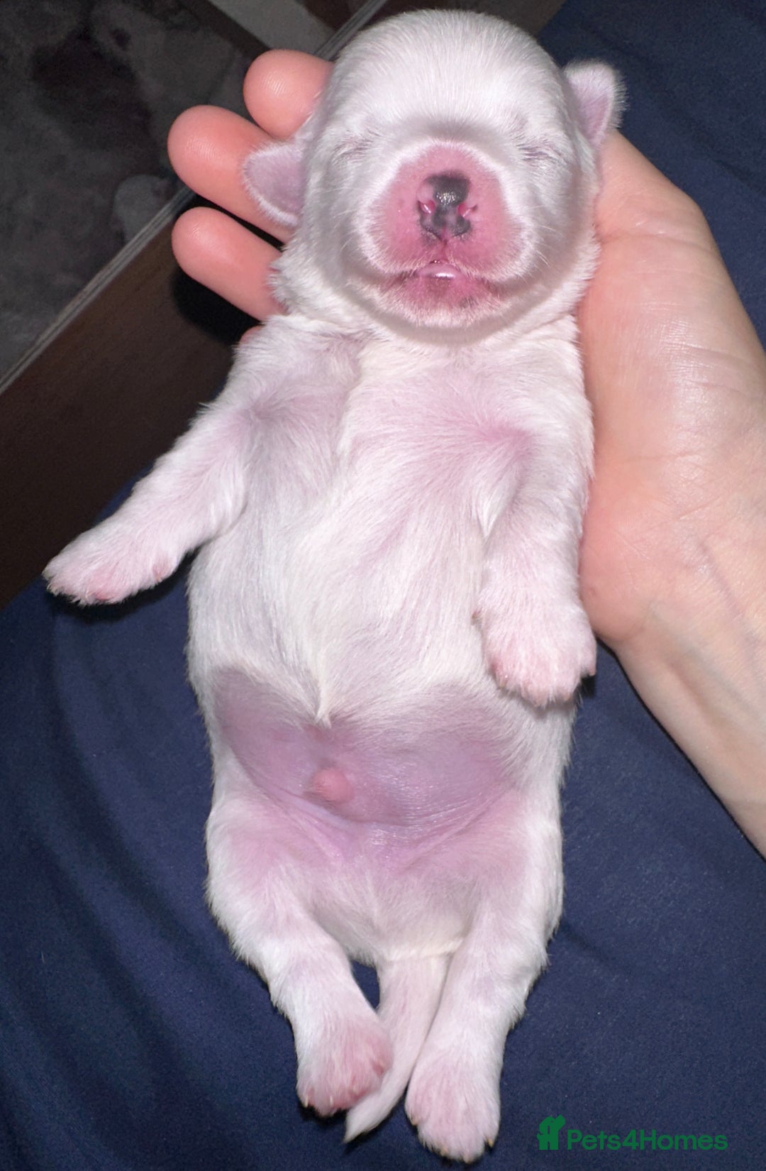 Bichon Frise dogs for sale: Bichon Maltese  - Image 3