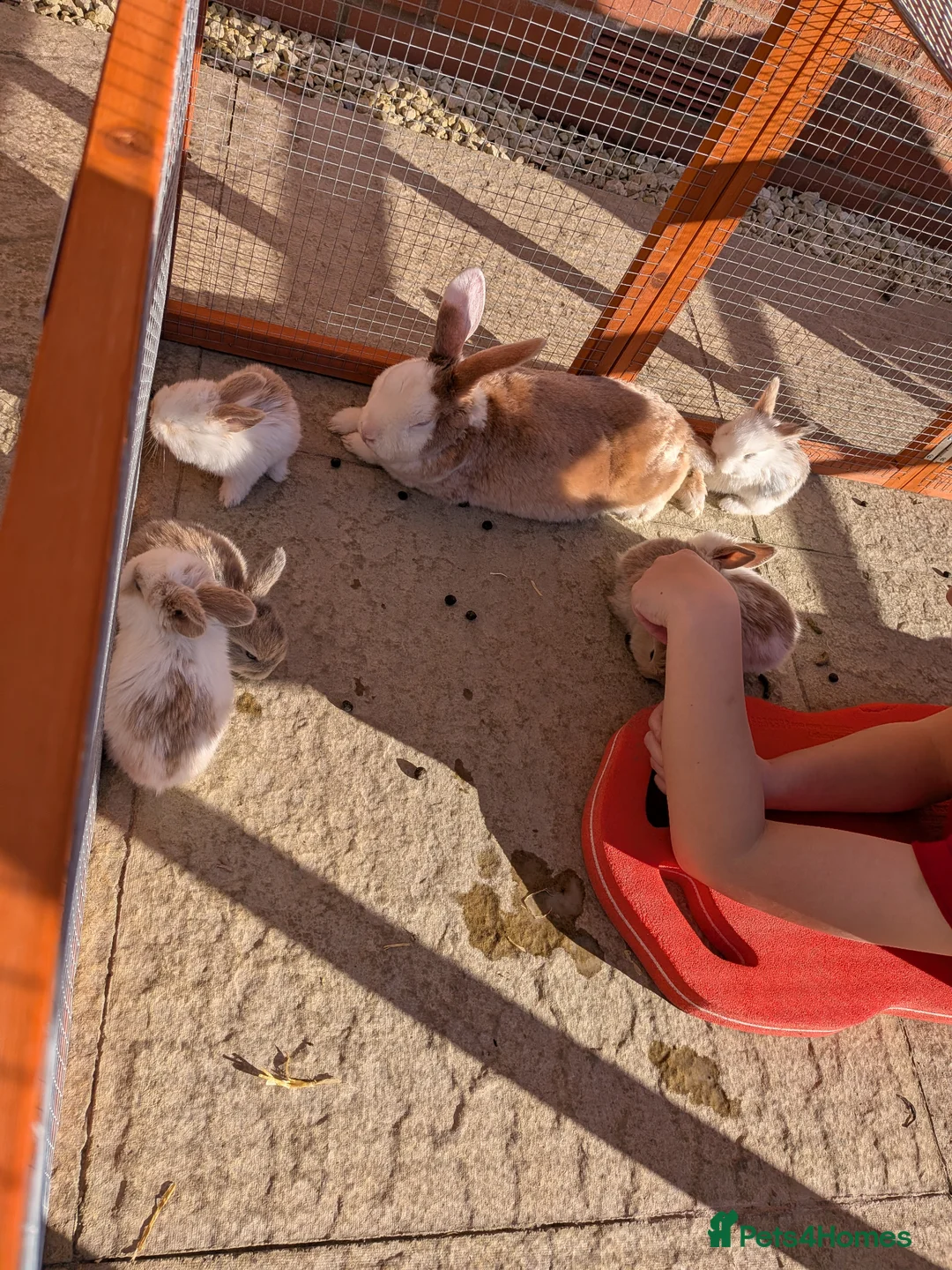 Dutch rabbits for sale: Pair of Dutch x French Lop baby rabbits - Advert 6