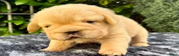 French Bulldog dogs for sale:  **  fluffy French bulldog pups - Advert 4