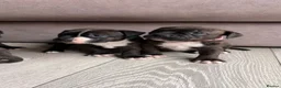 Staffordshire Bull Terrier dogs for sale: 4 CHUNKY stunning staffy pups!  - Advert 4