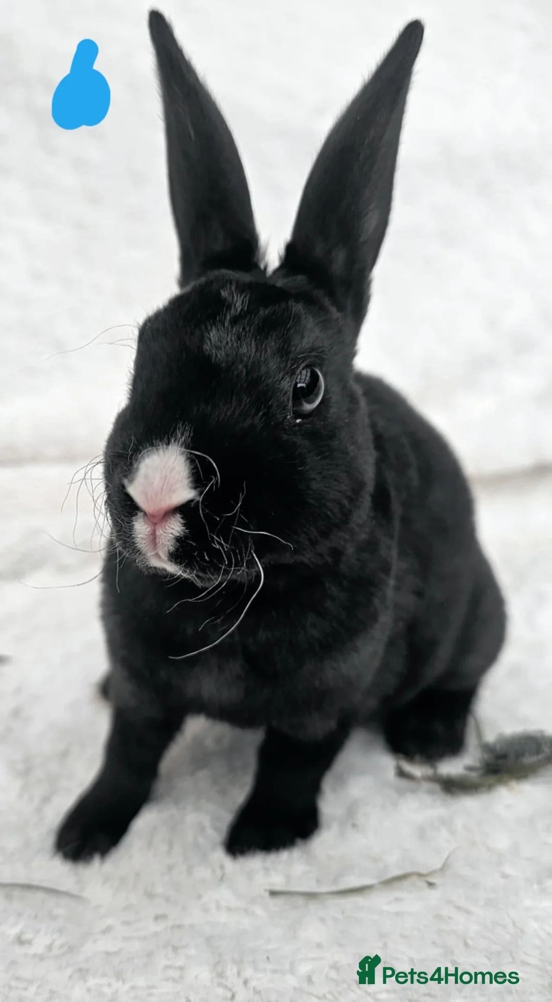 Rex rabbits for sale: Mini rex rabbits, black Vienna marked buck - Advert 1