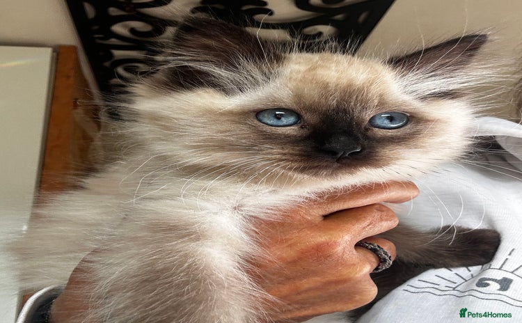 Ragdoll cats - Advert 12