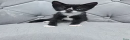 Mixed Breed cats for sale: Forever Home - Advert 4