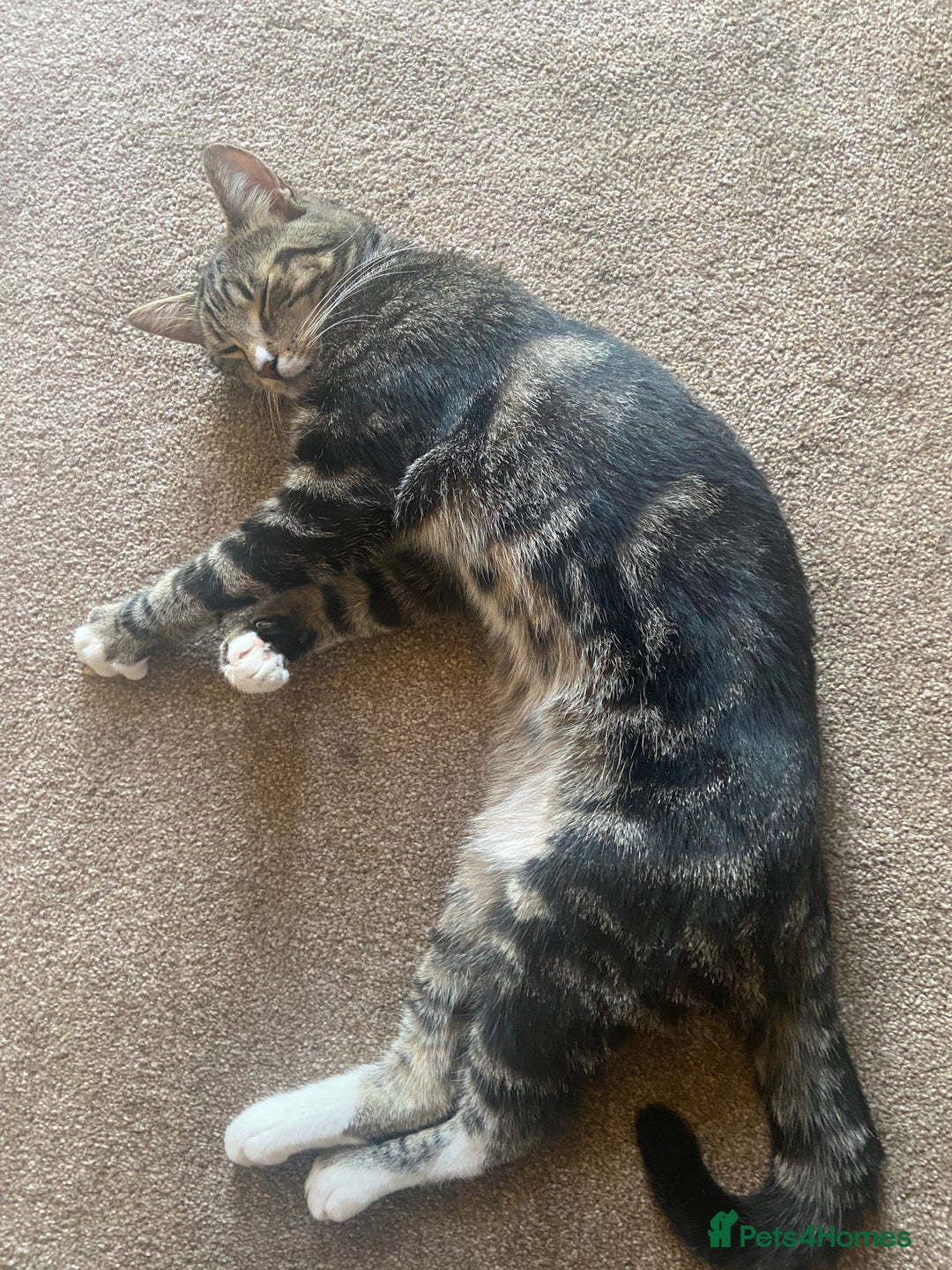 British Shorthair cats for sale: ✨ Gorgeous boy looking for a loving home ✨ - Image 1