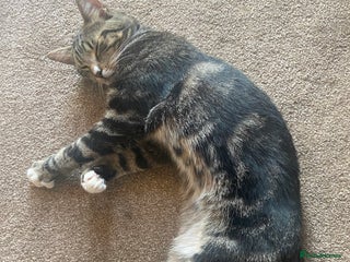 Domestic Shorthair cats - Advert 22