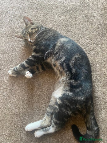 Domestic Shorthair cats - Advert 16