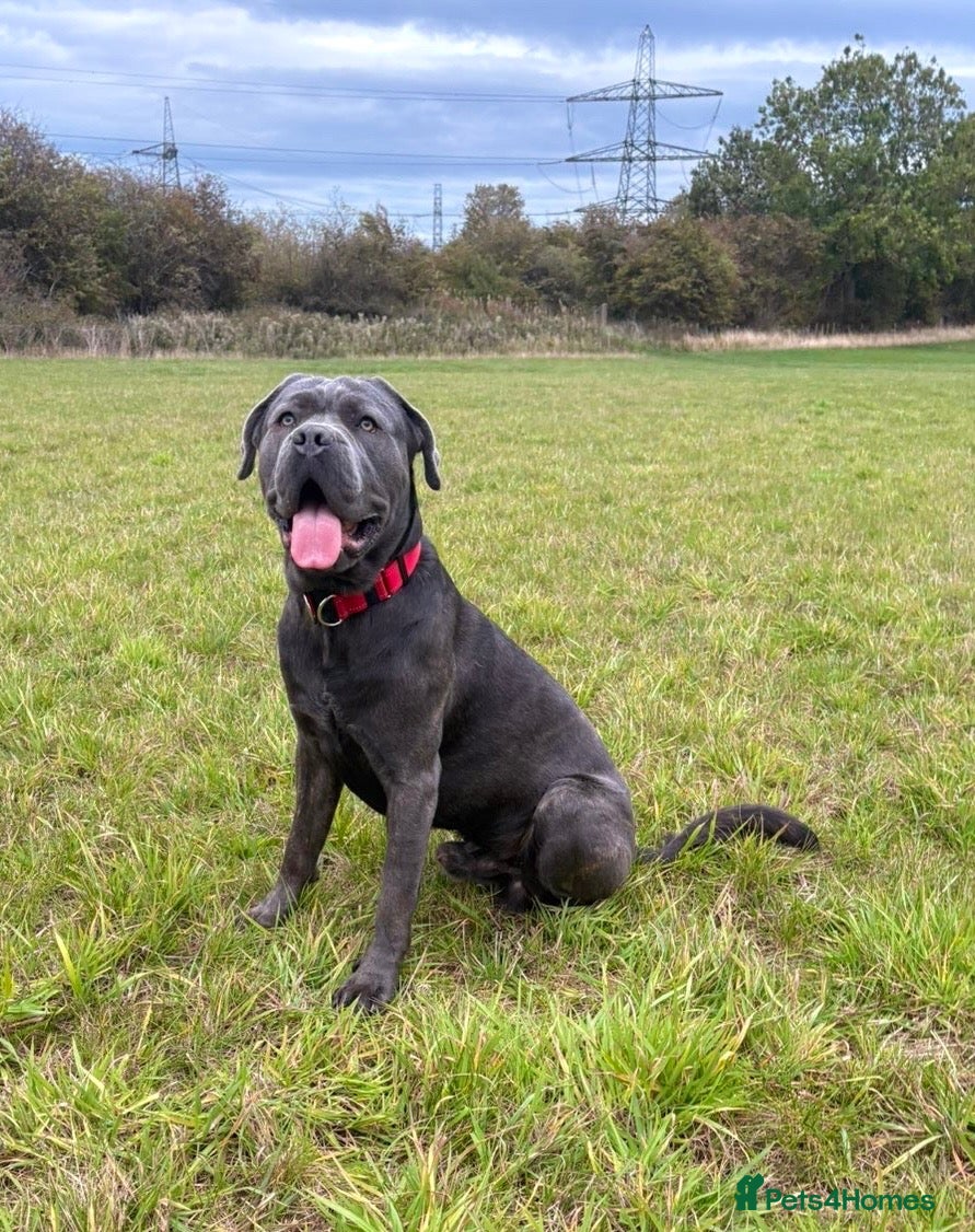 Cane Corso dogs 3 year old cane corso  - Advert 2