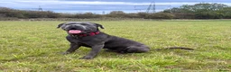 Cane Corso dogs for sale: 3 year old cane corso  - Advert 1