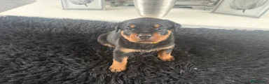 Rottweiler Puppy 4