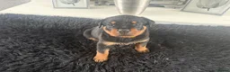 Rottweiler dogs for sale: Rottweiler pups - Advert 22