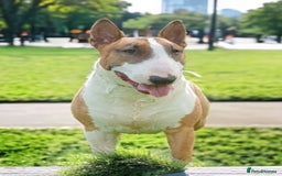 English Bull Terrier dogs for stud: Bull terrier at stud  fully health tested  - Image 4