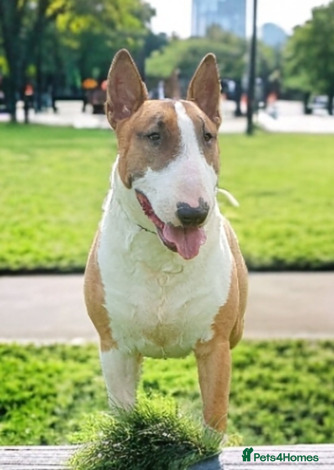English Bull Terrier dogs for stud: Bull terrier at stud  fully health tested  - Image 4