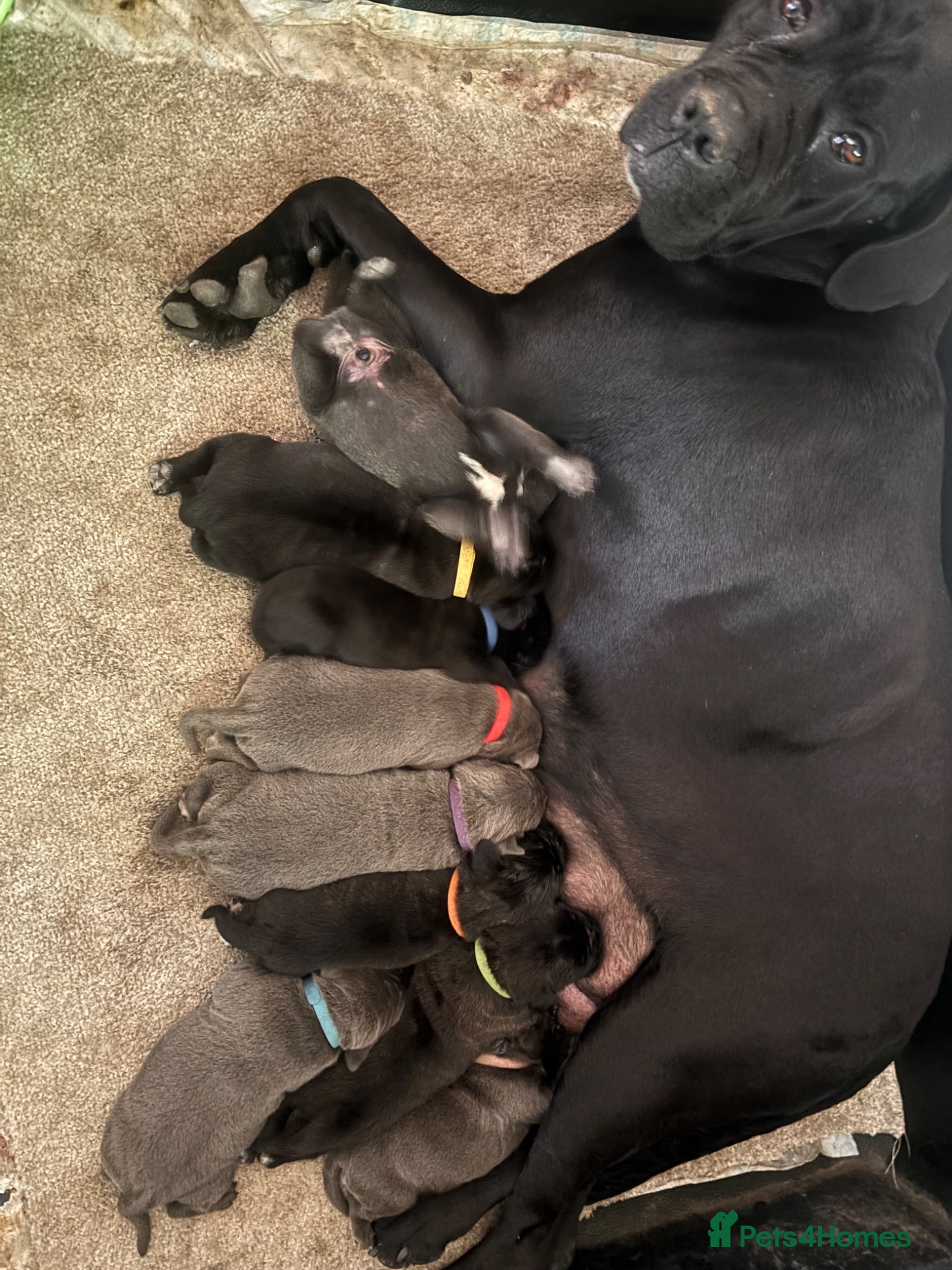 Cane Corso dogs Beautiful Cane Corso puppies Ready NOW - Advert 1
