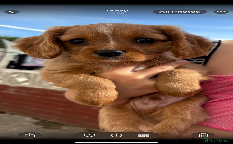 Cavalier King Charles Spaniel dogs - Advert 1