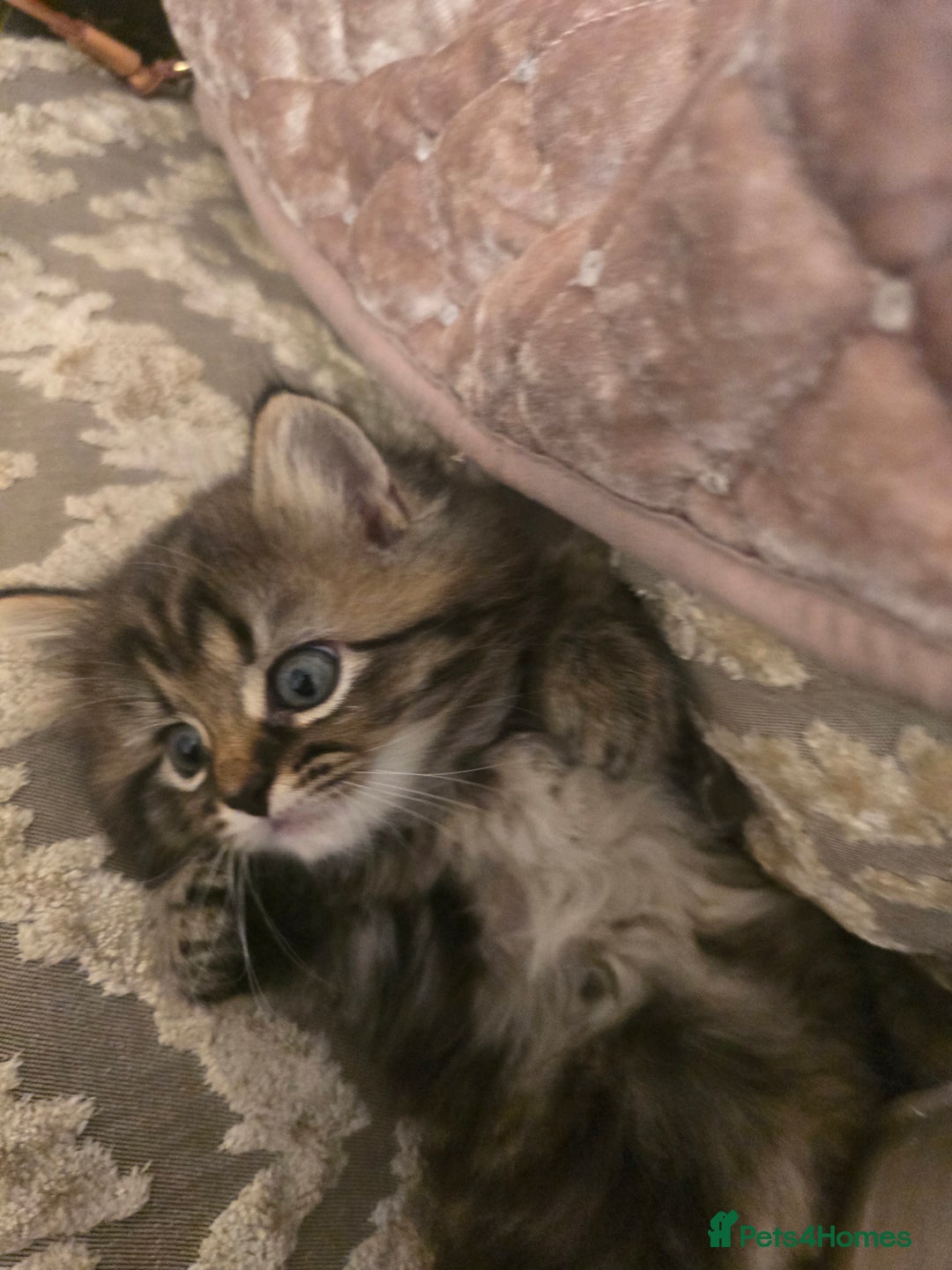 Siberian cats for sale: Siberian cross kitten - Image 7