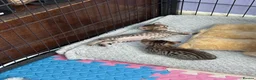 Savannah cats for sale: Savannah F4 girls - Advert 25