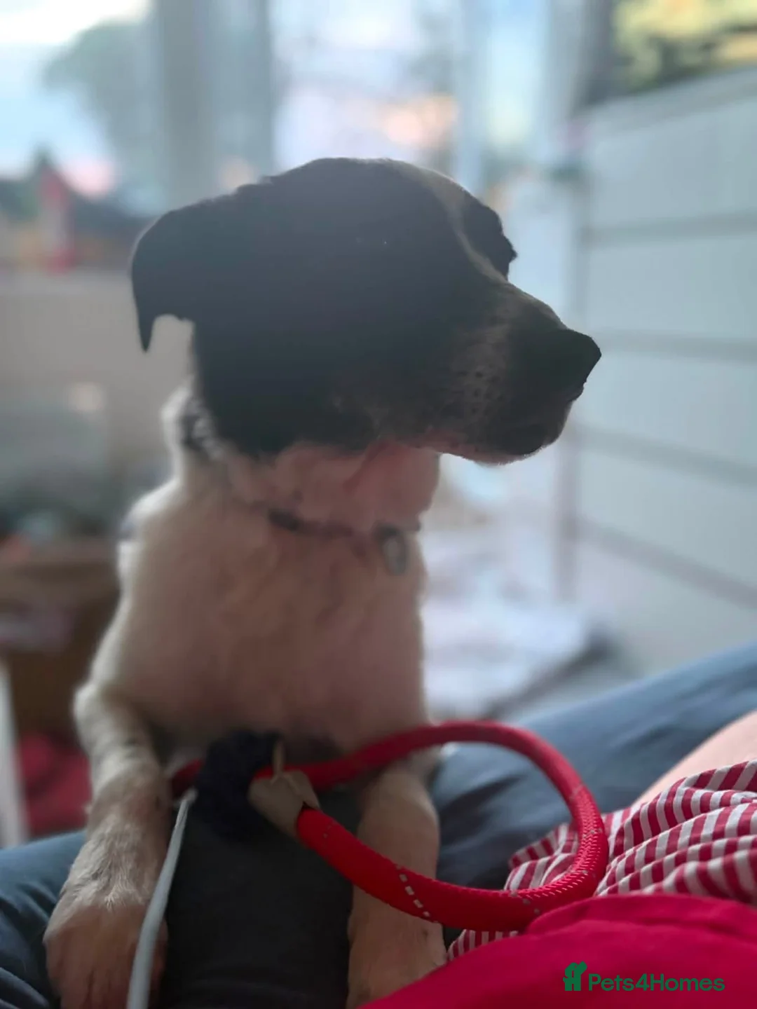 Mixed Breed dogs for adoption: Lola - Norwich Norfolk  in Norwich - Advert 2