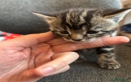 Mixed Breed cats for sale: ✨ Kittens for Sale ✨ - Image 5