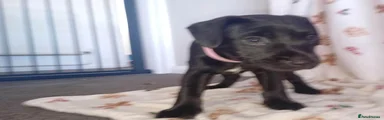 Patterdale Terrier 3