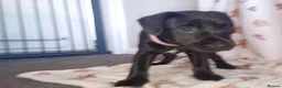 Patterdale Terrier dogs for sale: 6 male patterdale puppies  in Hartlepool - Advert 10
