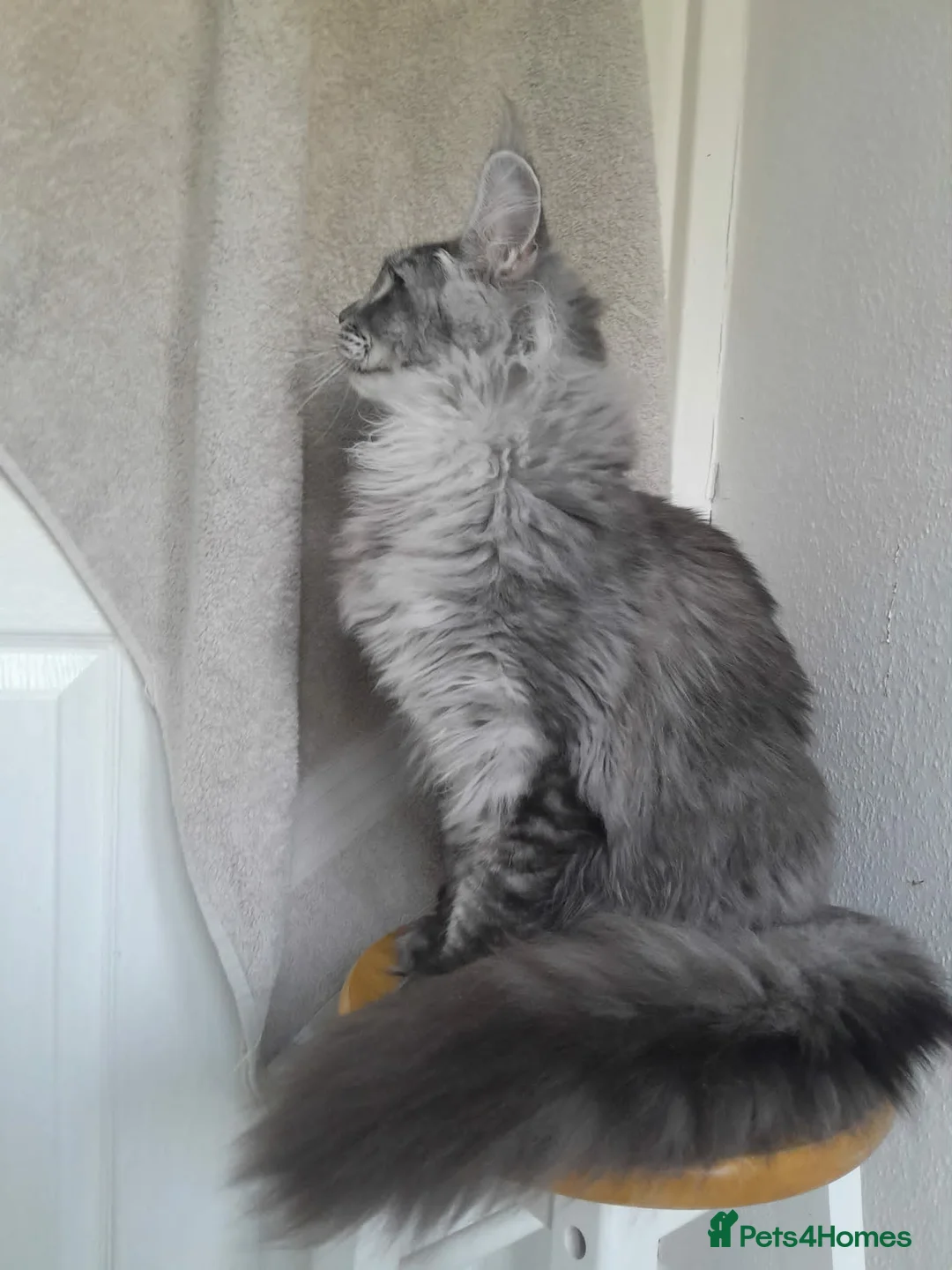Maine Coon cats for sale: Black silver ticked boy TICA maine coon - Advert 12