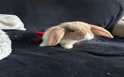 Mixed Breed rabbits for sale: Rehoming male rabbit . Please read description  - Image 2