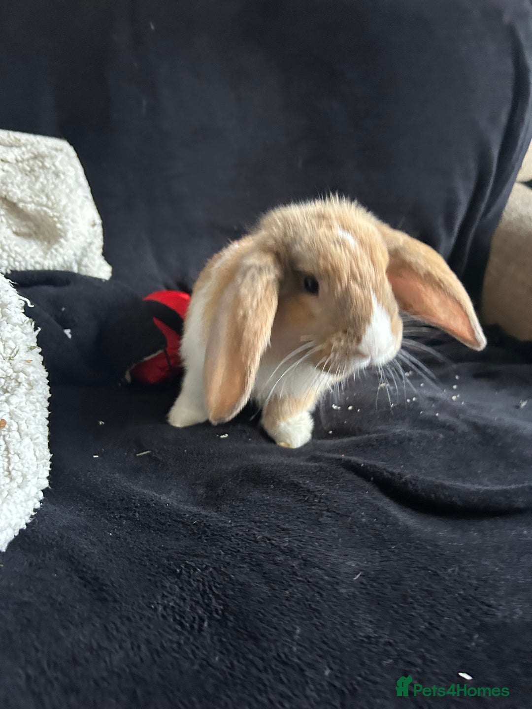 Mixed Breed rabbits for sale: Rehoming male rabbit . Please read description  - Image 2