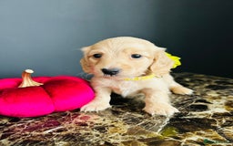 Miniature Dachshund dogs for sale: Cream Litter 5 Star Breeder ⭐️⭐️⭐️⭐️⭐️  - Image 2