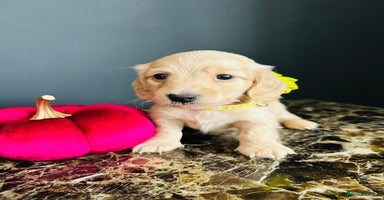 Miniature Dachshund dogs - Advert 7