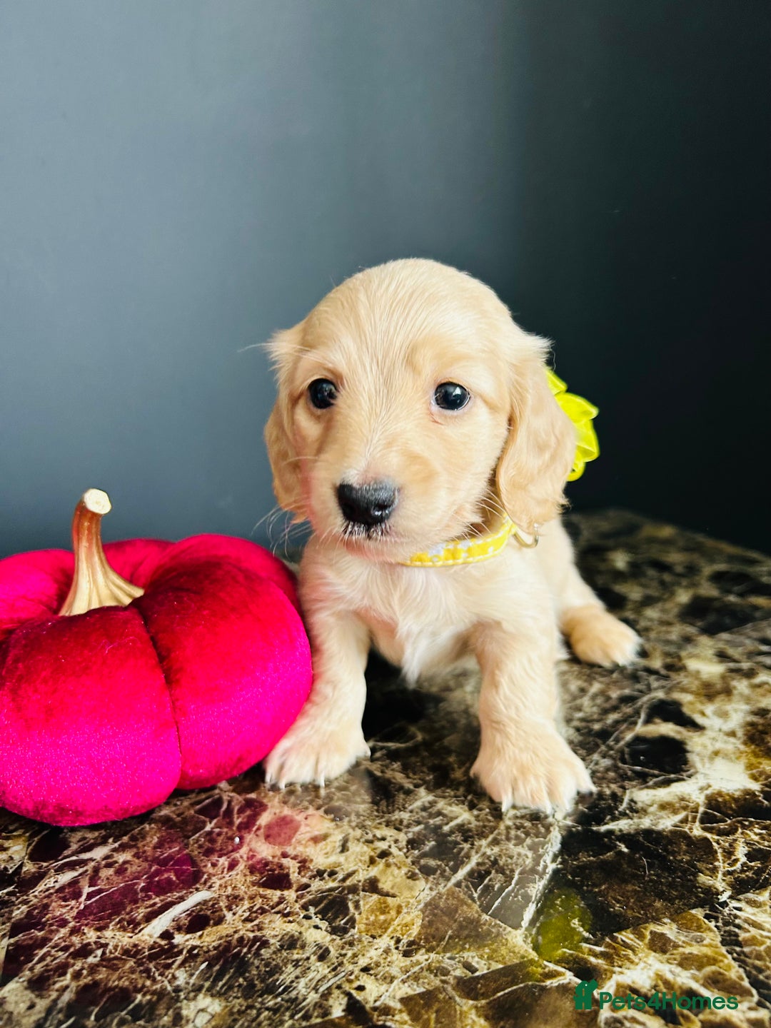 Miniature Dachshund dogs for sale: Cream Litter 5 Star Breeder ⭐️⭐️⭐️⭐️⭐️  - Image 2
