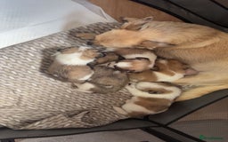 Mixed Breed dogs for sale: Jack Russell cross Shih Tzu puppies for sale  - Image 10