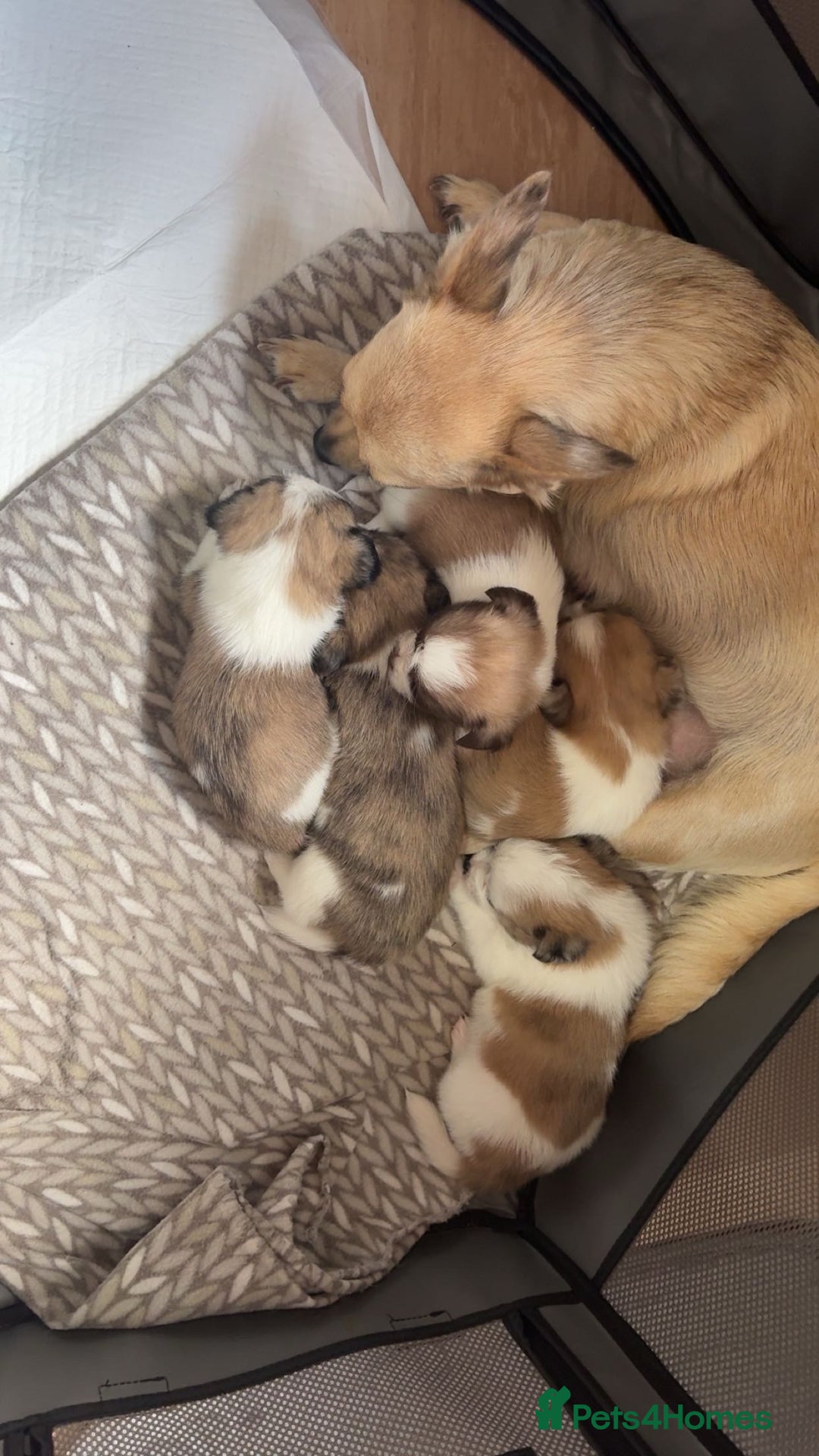 Mixed Breed dogs for sale: Jack Russell cross Shih Tzu puppies for sale  - Image 10