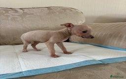 Italian Greyhound dogs for sale: Looking for new home  - Image 7