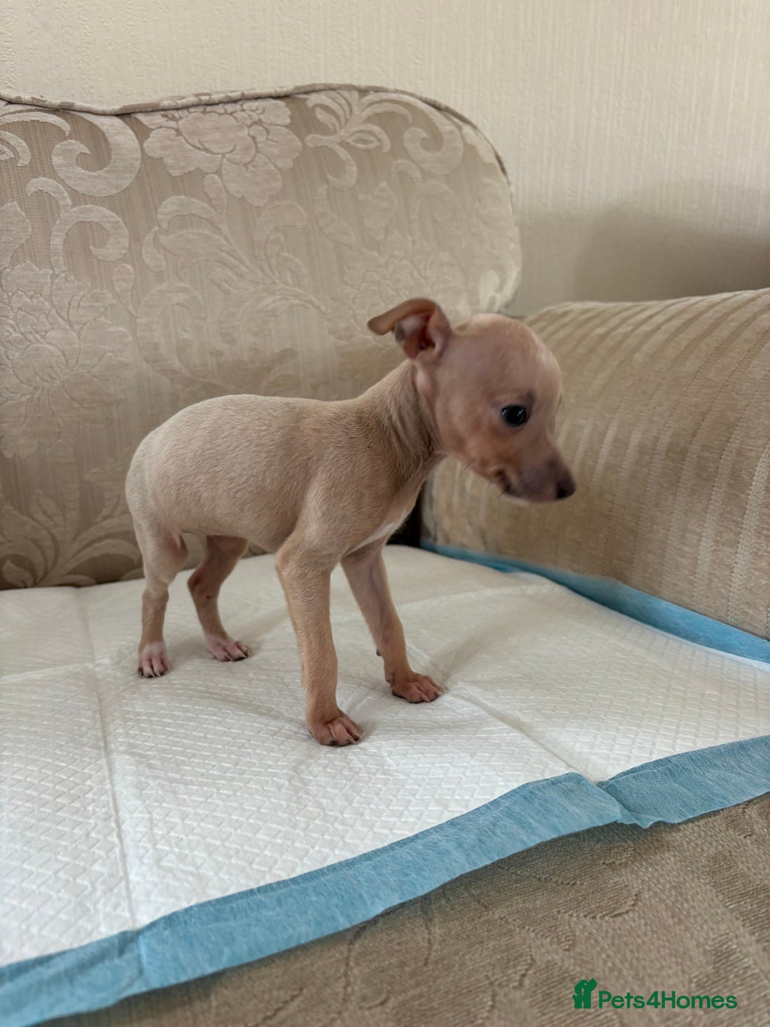 Italian Greyhound dogs for sale: Looking for new home  - Image 7