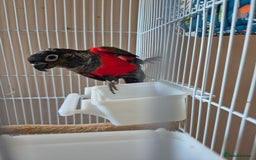Conures birds for sale: Crimson Red Wing Conure female - Image 5