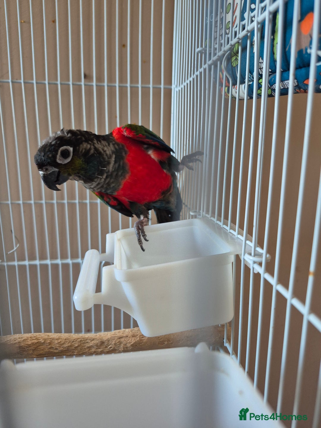 Conures birds for sale: Crimson Red Wing Conure female - Image 5
