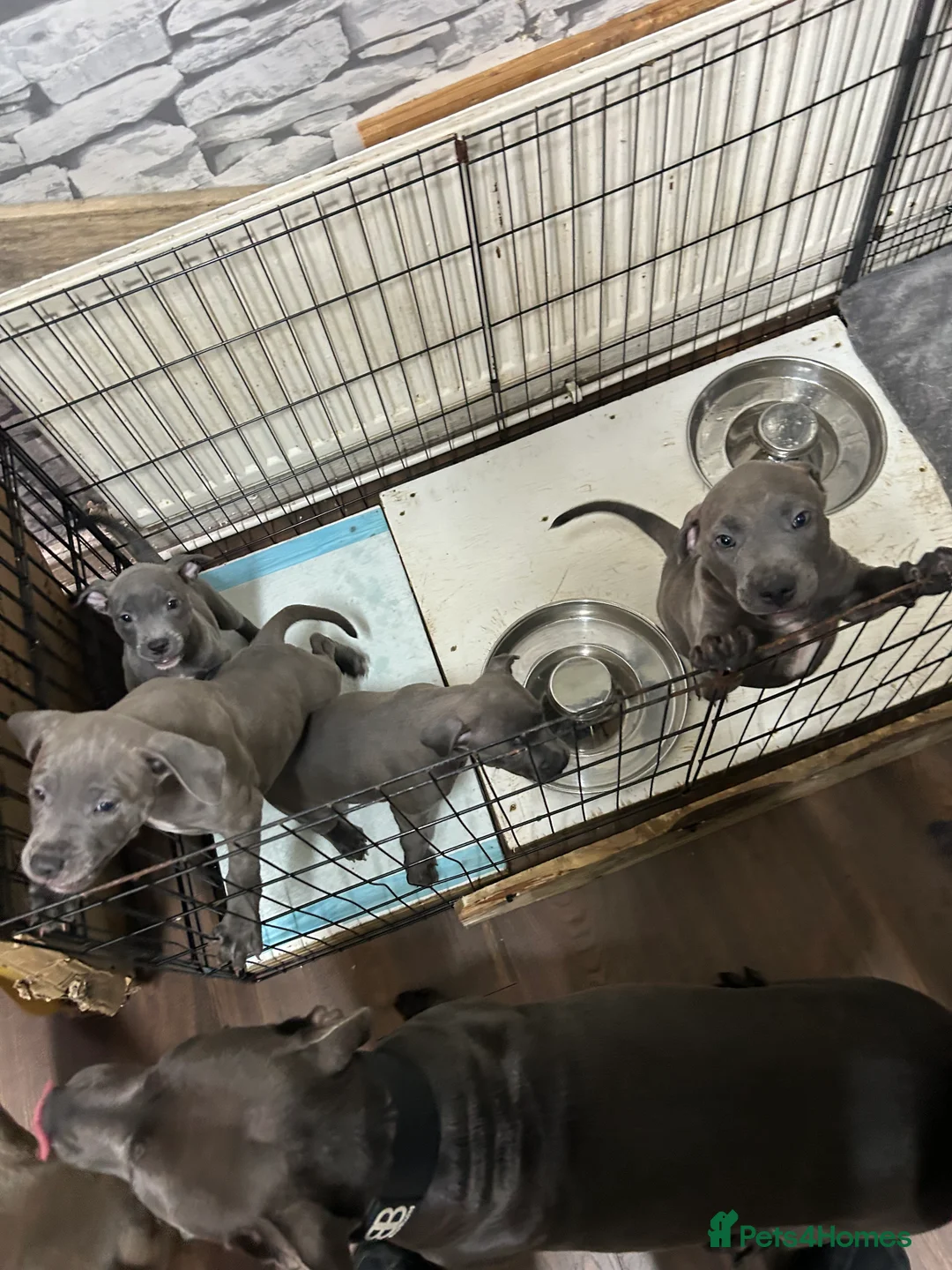 Staffordshire Bull Terrier dogs for sale: Blue staffy pups in Bradford - Advert 19