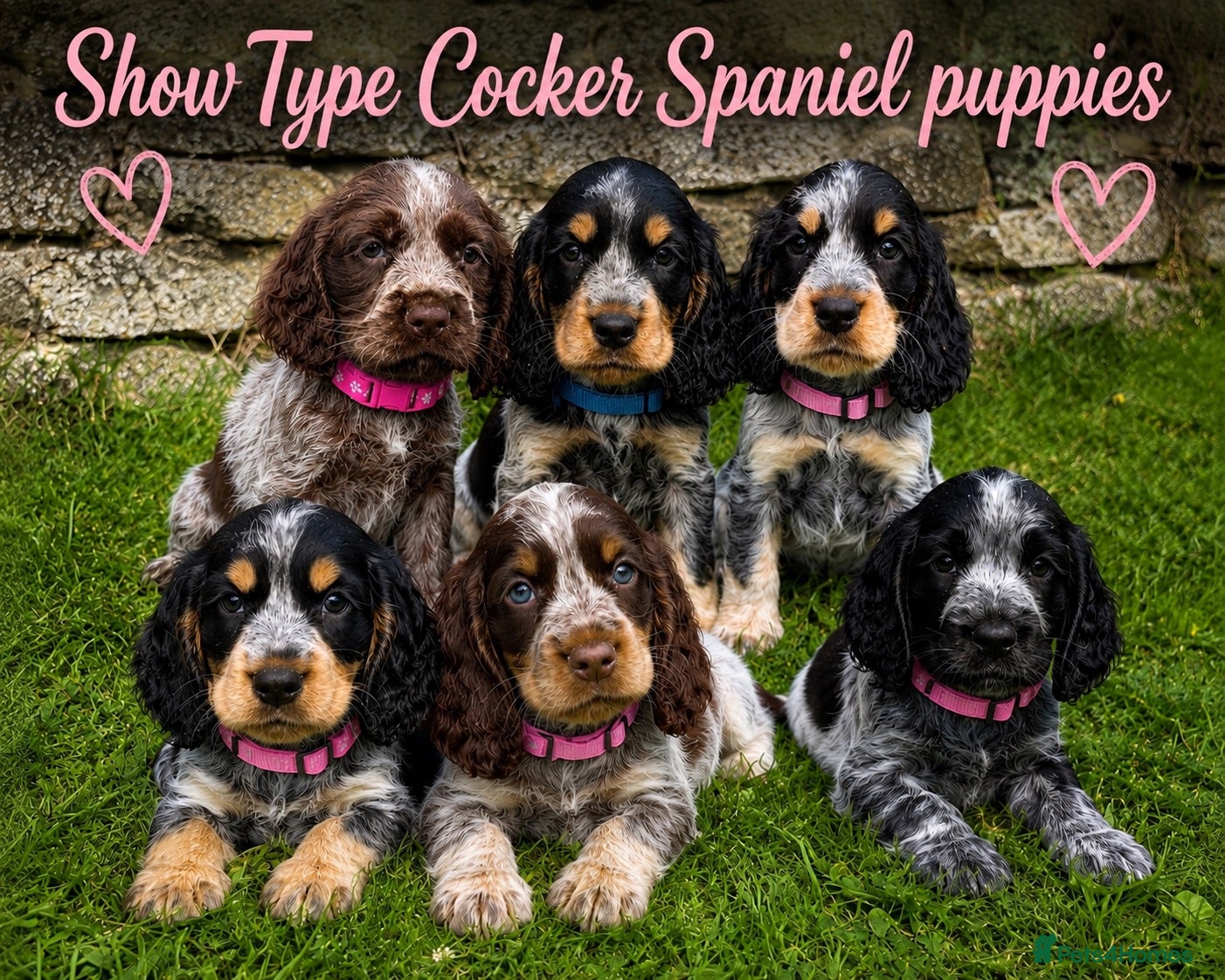 Cocker Spaniel dogs Adorable Show Type Cocker Spaniel puppies - Advert 1