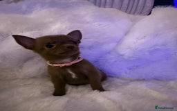 Pomchi dogs for sale: Fluffy Tiny Pomchi Puppies.🥰😍🤗 - Image 22