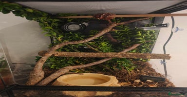 Python Snake reptiles - Advert 5