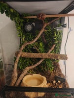 Python Snake reptiles - Advert 5