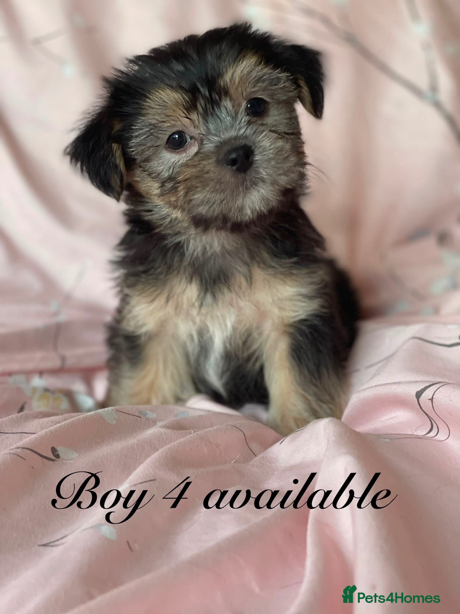 Shorkie dogs Shorkie 3 boys fully Vaccinated &Microchipped  - Advert 1
