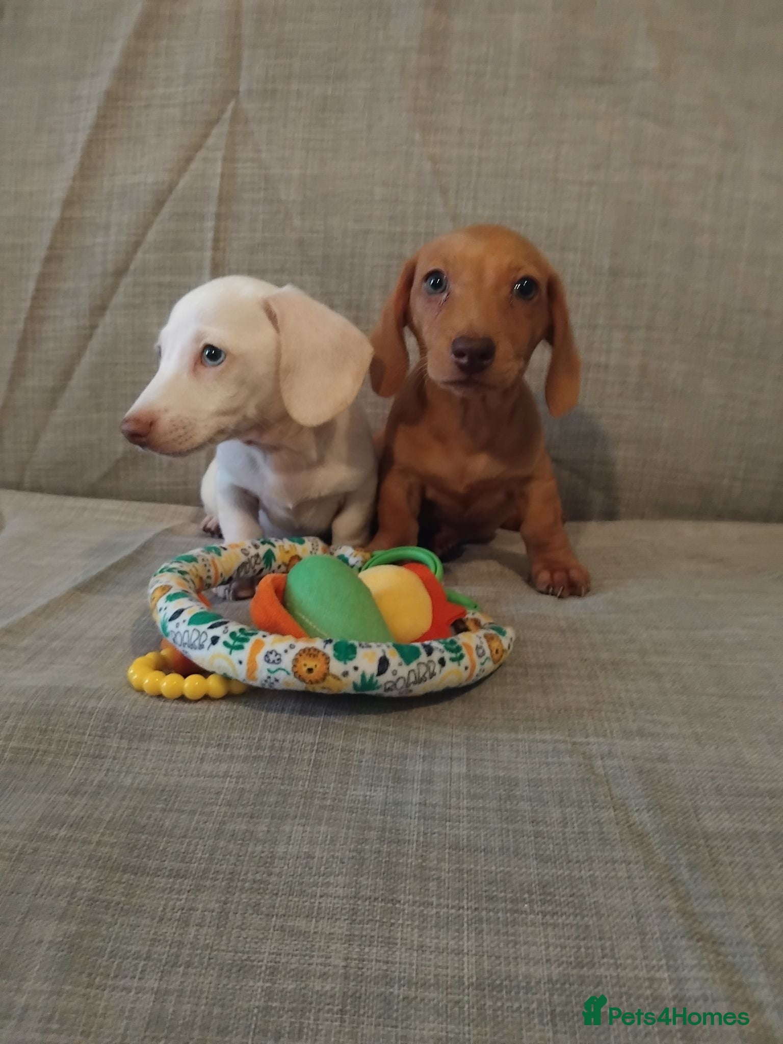 Miniature Dachshund dogs READY ,Miniature Dachshund  - Advert 1