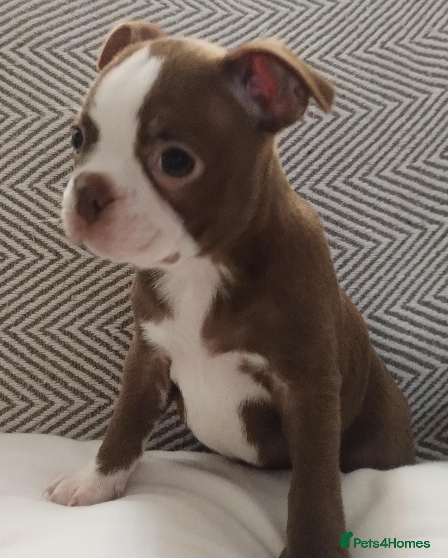 Boston Terrier dogs £1600 KC reg Boston terrier pups - Advert 1