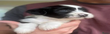 Tibetan Terrier 1